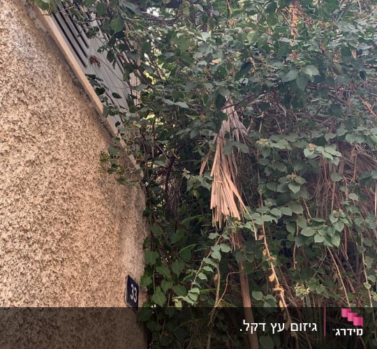 צמח מטפס עם עלים ירוקים וענפים יבשים
